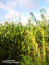 The grown maize crop