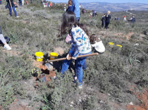 PLANTS Help the stability of the ground