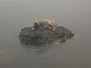 PURE DOG ESCAPED THE FIRE