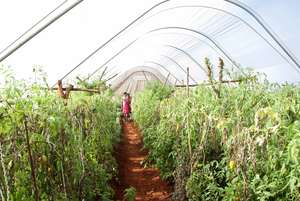 This garden brings nutrition to 250 students