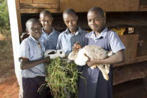 Working with the rabbit hutch