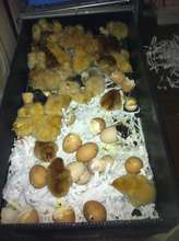 our chicken eggs