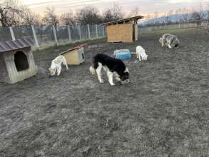 Dogs having dinner