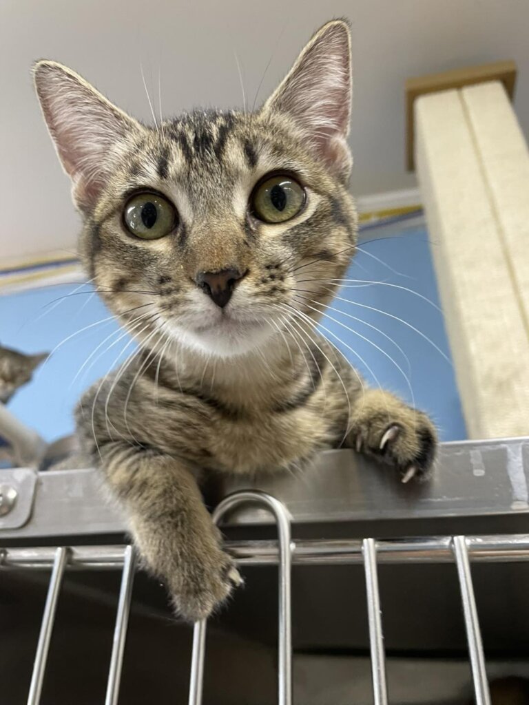 One of our newest arrivals at the shelter