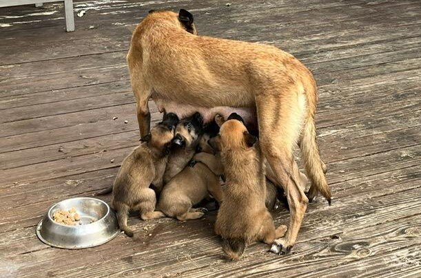 Spay/Neuter to prevent animal suffering in Cayman