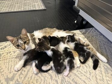 Spay/Neuter to prevent animal suffering in Cayman