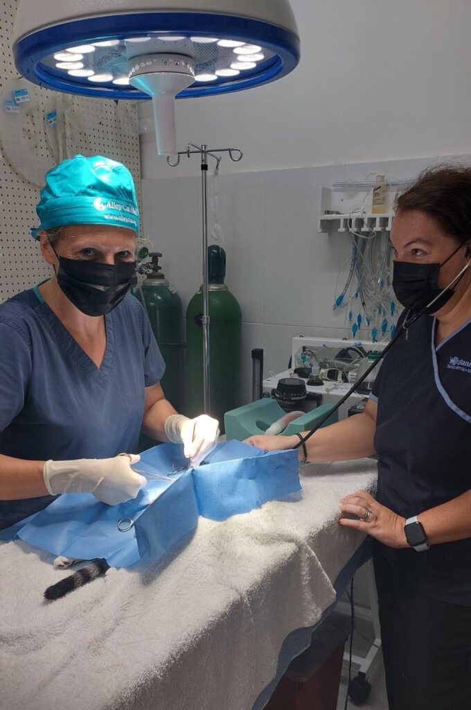 Spay/Neuter to prevent animal suffering in Cayman