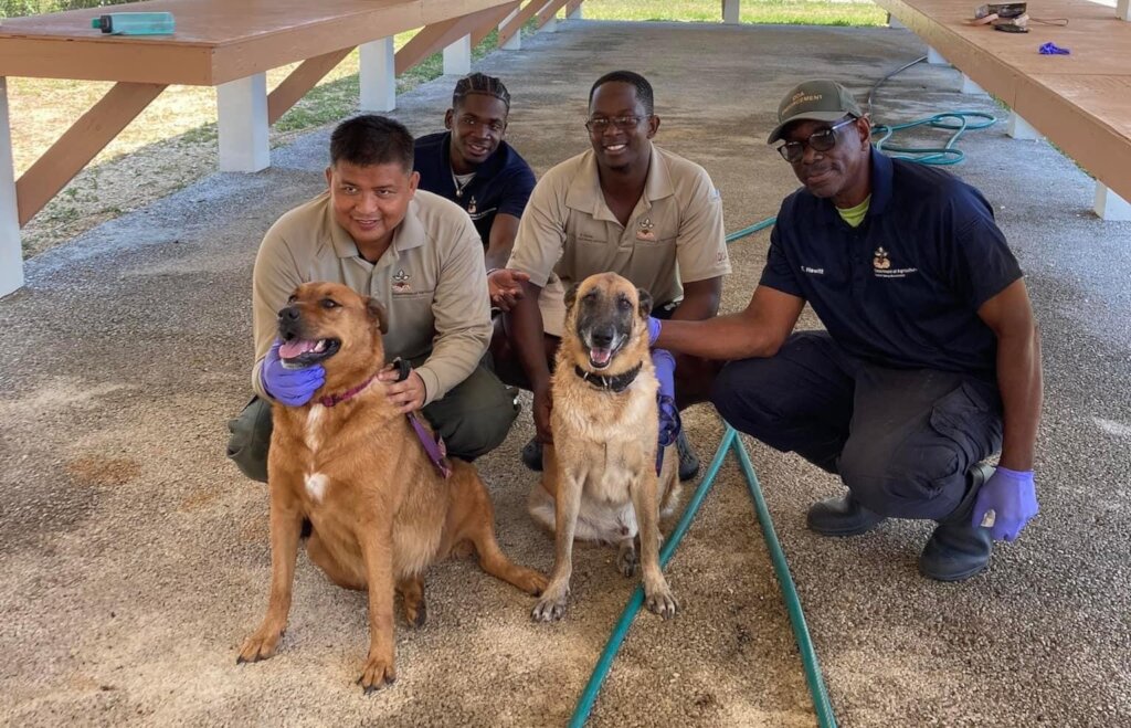 Spay/Neuter to prevent animal suffering in Cayman