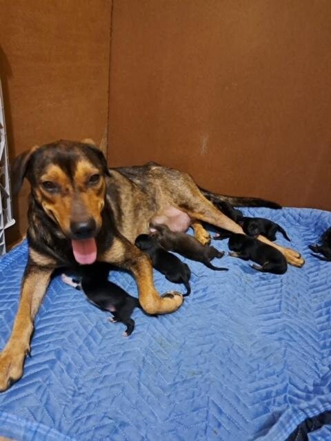 Spay/Neuter to prevent animal suffering in Cayman