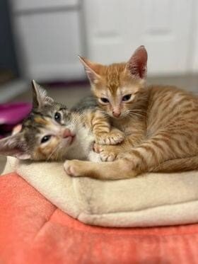 Spay/Neuter to prevent animal suffering in Cayman