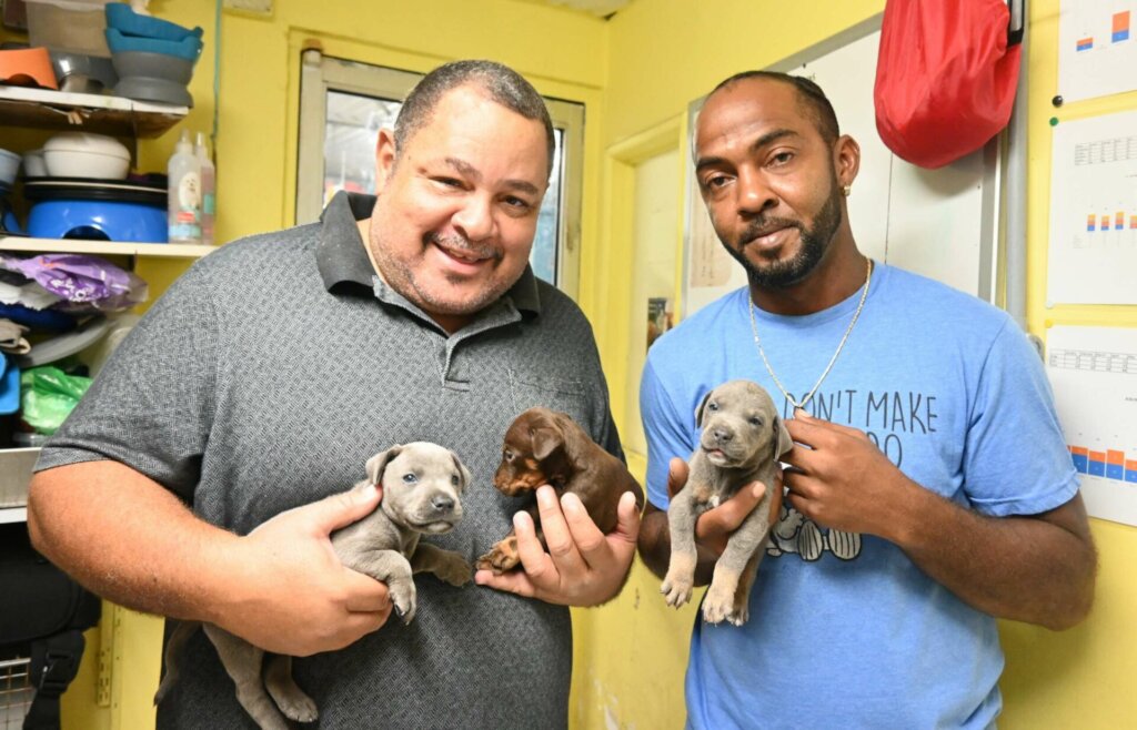 Spay/Neuter to prevent animal suffering in Cayman