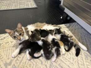 Blossom and her kittens kittens