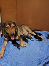 Winifred and her 8 puppies