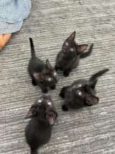 Kittens