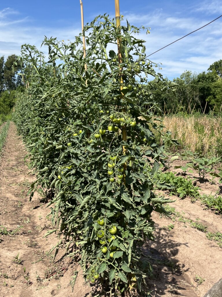 Tomatoes!