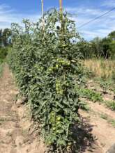 Tomatoes!