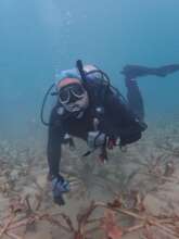 Maintanance of Reef Stars