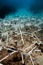 100 Reef Stars deployed at Varadero Reef