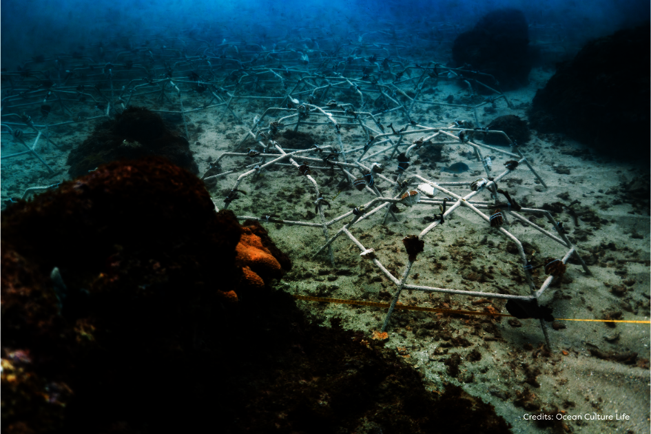 Restore the Varadero Reef Hope Spot in Colombia