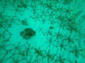 Burried Reef Stars