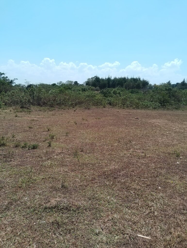 RESTORE AND CONSERVE BUNYALA FOREST IN  KENYA