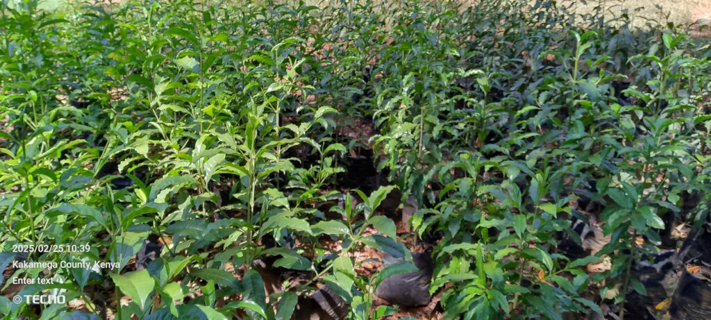 RESTORE AND CONSERVE BUNYALA FOREST IN  KENYA