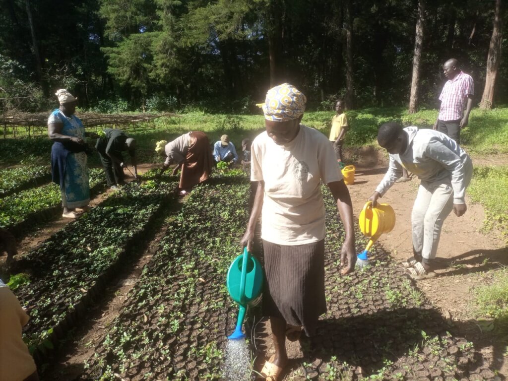 Watering the tree seedlings planted