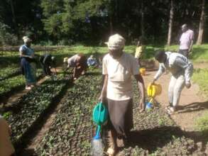 Watering the tree seedlings planted