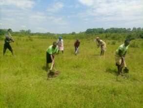 Community members weeding planted trees