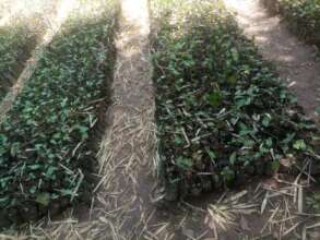 Tree seedlings being prepared for  planting