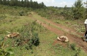 RESTORE AND CONSERVE BUNYALA FOREST IN  KENYA