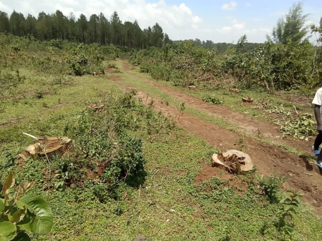 RESTORE AND CONSERVE BUNYALA FOREST IN  KENYA