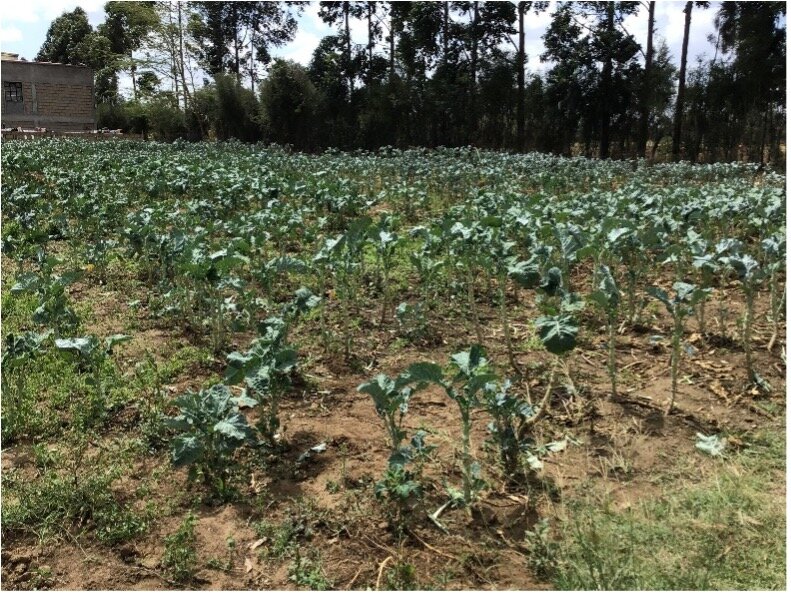 Koinonia farm