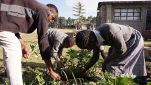 Farming in Koinonia