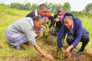 High school students planting trees