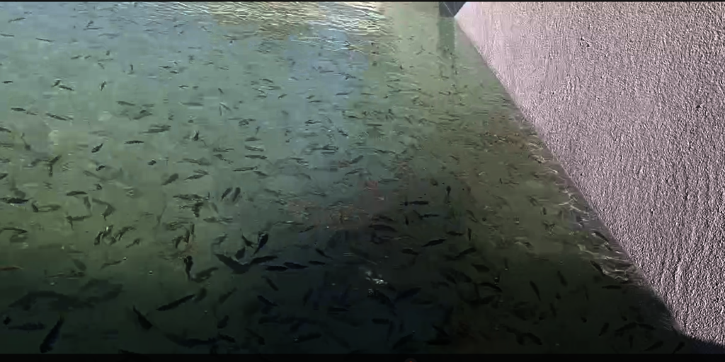 Fish farming activity to pay for school fees