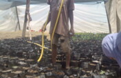 Restore Mombo Nature Forest: Plant 60,000 Trees