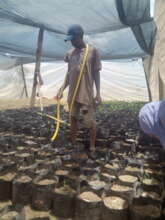 Restore Mombo Nature Forest: Plant 60,000 Trees