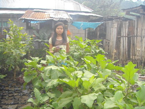 Harvesting from vegetable garden