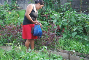 Vegetable harvesting