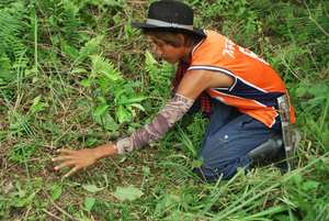 Caring for young planted seedlings