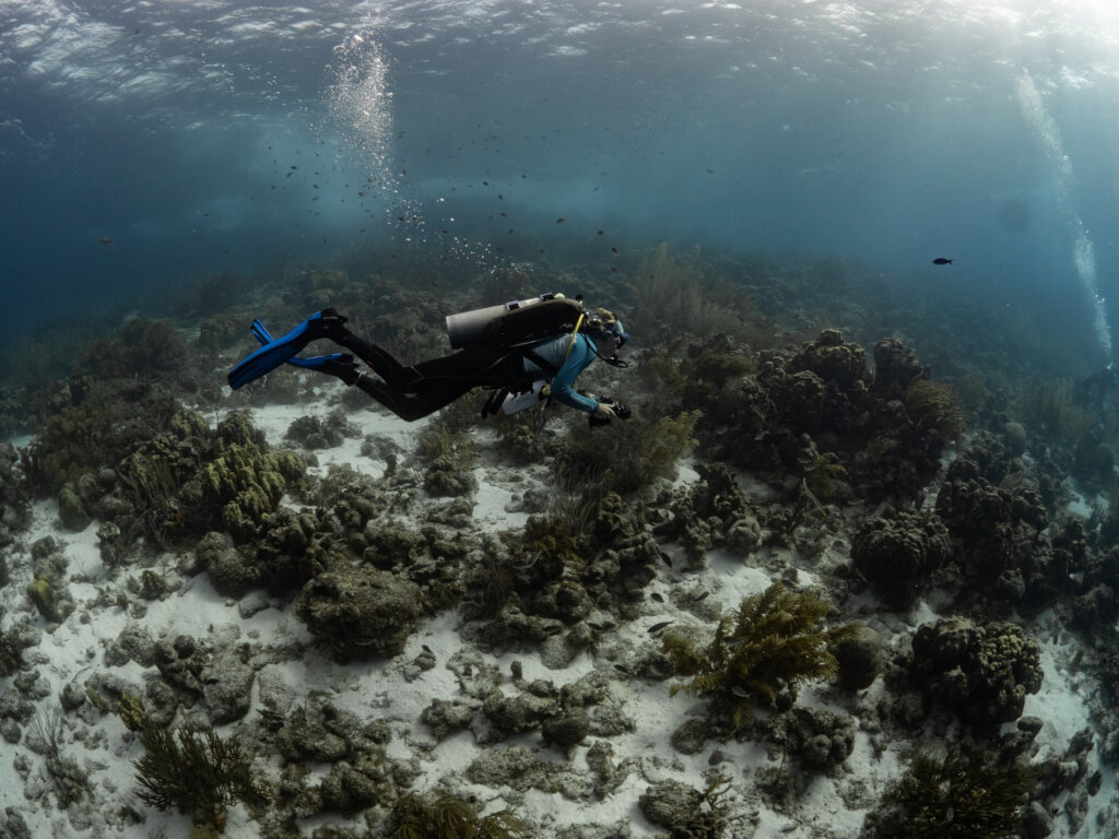 Giving Tuesday 2024 - Coral Restoration in Bonaire