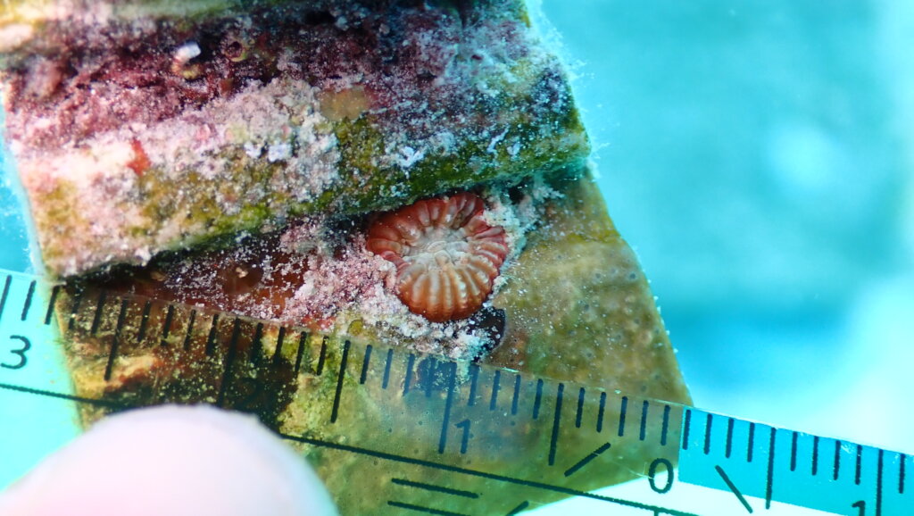 Young Brain Coral