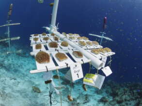 New Species Added to Nurseries