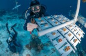 Giving Tuesday 2024 - Coral Restoration in Bonaire