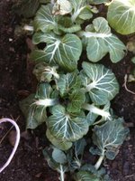 Winter Bok Choi