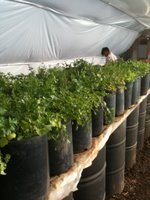 Winter Greens and Herbs