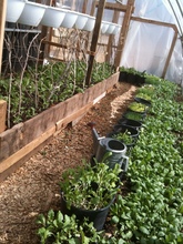 Spring greens in hoophouse