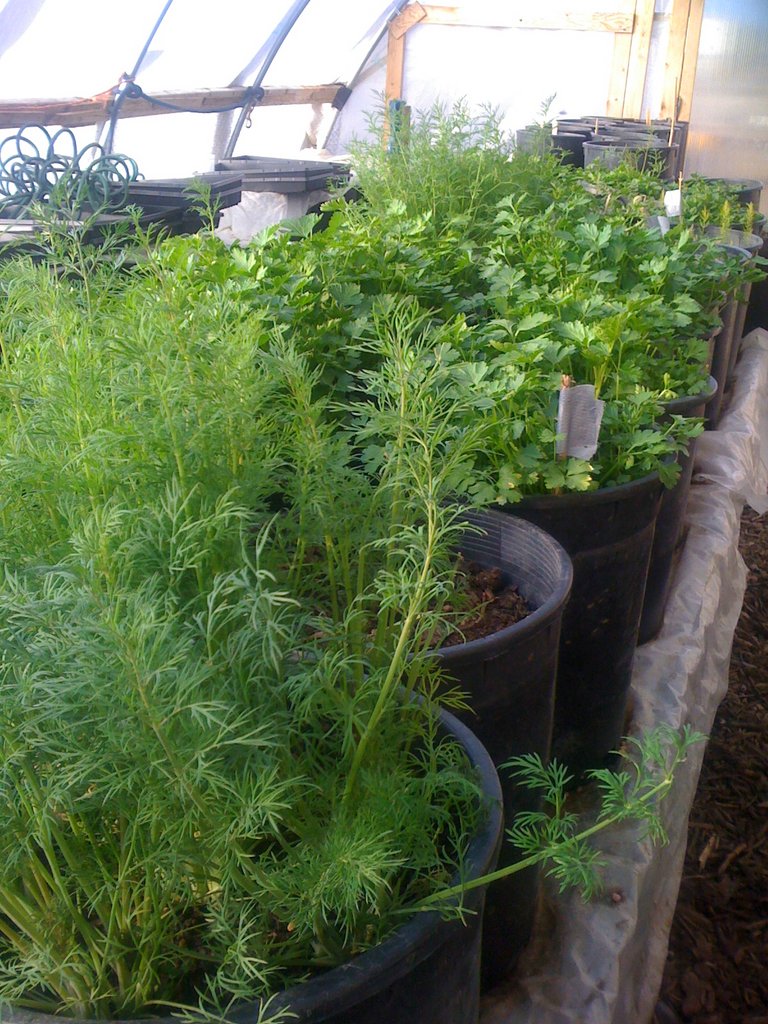 Herbs and greens