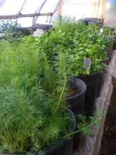 Herbs and greens